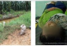 Saat Cuci Tangan, Buaya Gigit dan Seret Hingga Tewas Karyawati Kebun Sawit di Kotabaru Kalsel