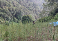 Ladang Ganja 2 Hektare Siap Panen Ditemukan di Pegunungan Provinsi Sumut