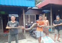Ular Sawa Besar Sepanjang 4 Meter Mangsa Seekor Ayam Ternak Khairani di Siang Bolong, Warga Tambak Anyar RT 1 Kabupaten Banjar Heboh