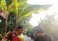 Kali Kedua Piton Memangsa Ayam Milik Khairani di Tambak Anyar, Berhasil Ditangkap Tim TFR