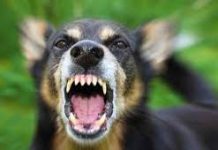 Hingga April Terjadi 11 Kasus Kematian karena Rabies, Sebagian Besar Akibat Gigitan Anjing