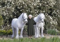 Rayakan Ulang Tahun ke 96, Ratu Elizabeth II Foto Bareng Kuda Poninya