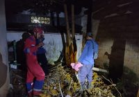 Gobang Terperangkap Dalam Jaring, Dinas Pemadam Kebakaran Penyelamatan Kabupaten Banjar Lakukan Ini