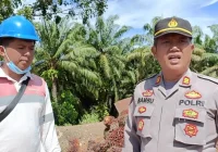 Petani Sawit Murung Pudak Sambut Baik Pencabutan Larangan Ekspor Minyak Kelapa