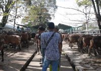 Sempat Ditutup Imbas Merebaknya Kasus PMK, Pasar Hewan Terbesar di Kalimantan di Sarang Halang Tala Kembali di Buka