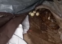 Hiii, Ular Sanca Bersama Puluhan Telur Ditemukan di Gudang Kapuk Lingkar Selatan