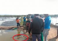 Buaya Besar Kembali Teror Tanah Bumbu, Berhasil Ditangkap Warga Kersik Putih
