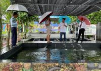 Lapas Karang Intan Martapura Bakal Datangkan Ikan Koi Langsung Dari Jepang