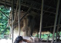 Waspadai Penyakit Mulut dan Kuku Hewan Ternak, Tim Terpadu Awasi Beberapa Lokasi Berikut