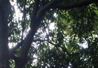 Pihak Keluarga Tolak Otopsi Pria Ditemukan Tergantung di Atas Pohon di Desa Andang