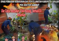 Ular Cobra Masuk Kandang Burung di Gambut, Kabupaten Banjar, Damkar Banjar Sigap Datangi Lokasi