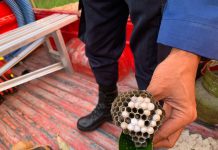 Sarang Tawon di Halaman Sekolah Dievakuasi Tim Animal Rescue DPKP Kabupaten Banjar