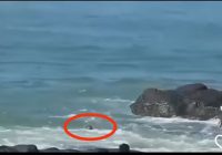 Gara-Gara Selfie Pria Tenggelam Digulung Ombak di Pantai, Video Viral