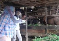 Merebak Jelang Idul Adha, Komisi IV Minta Kementan Buka Data Asal Muasal Penyebaran PMK pada Hewan