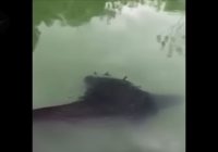 Viral Ikan Raksasa di Danau Ranu Pakis Lumajang, Warga Sebut Penunggu