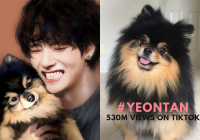 Yeontan Anjing V BTS Jadi Hewan Peliharaan Paling Populer di TikTok, Capai Lebih dari 500 Juta Tagar