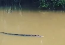 Buaya Cari Mangsa Kembali Muncul di Kabupaten Tanah Bumbu