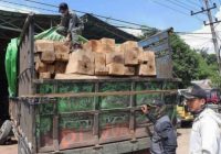 Polhut Amankan Ratusan Kayu dari Pembalakan Liar di Kabupaten Tala Hingga Tabalong