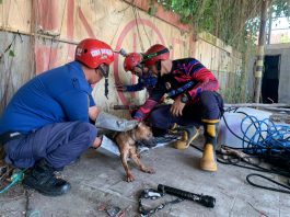 Anjing Terjebak di Sumur Kedalaman 6 Meter di Keraton, DPKP Kabupaten Banjar Langsung Evakuasi