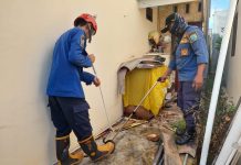 Seekor Kobra Meliuk Samping Rumah Warga di Bincau, Unit Rescue DPKP Berhasil Evakuasi