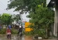 Jalan Yos Sudarso Banjarmasin Macet, Pohon Akasia Tumbang Terkena Kontainer