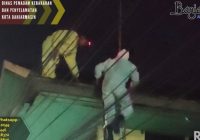 Sarang Tawon Berbahaya, Tawon Vespa Ditemukan di Siring Piere Tendean Banjarmasin, Damkar Evakuasi Dini Hari