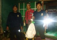 Panik Ular Kobra Masuk Rumah Gara-Gara Kejar Tikus, Damkar Tanah Laut Evakuasi