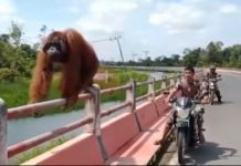 Heboh Orangutan Nyasar di Jembatan Jalan Poros Pangkalan Bun-Kolam, Keluar Hutan Akibat Banjir