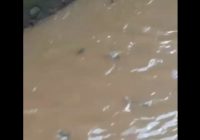 Viral! Diduga Keracunan Jeroan Sapi Kurban, Ribuan Ikan Sapu-sapu Mengapung di Kali