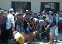Polda Kalsel Kurbankan Puluhan Hewan Kurban di Idul Adha 10 Dzulhijjah 1443 Hijriyah/2022 Masehi ini
