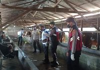 Cegah PMK, Polres Banjar Laksanakan Penyemprotan Desinfektan di  Kandang Sapi Wilayah Martapura