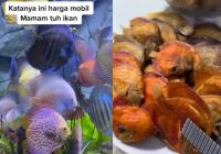 Viral Istri Goreng 80 Ikan Hias Suami Gara-Gara Kesal 'Katanya Seharga Mobil'
