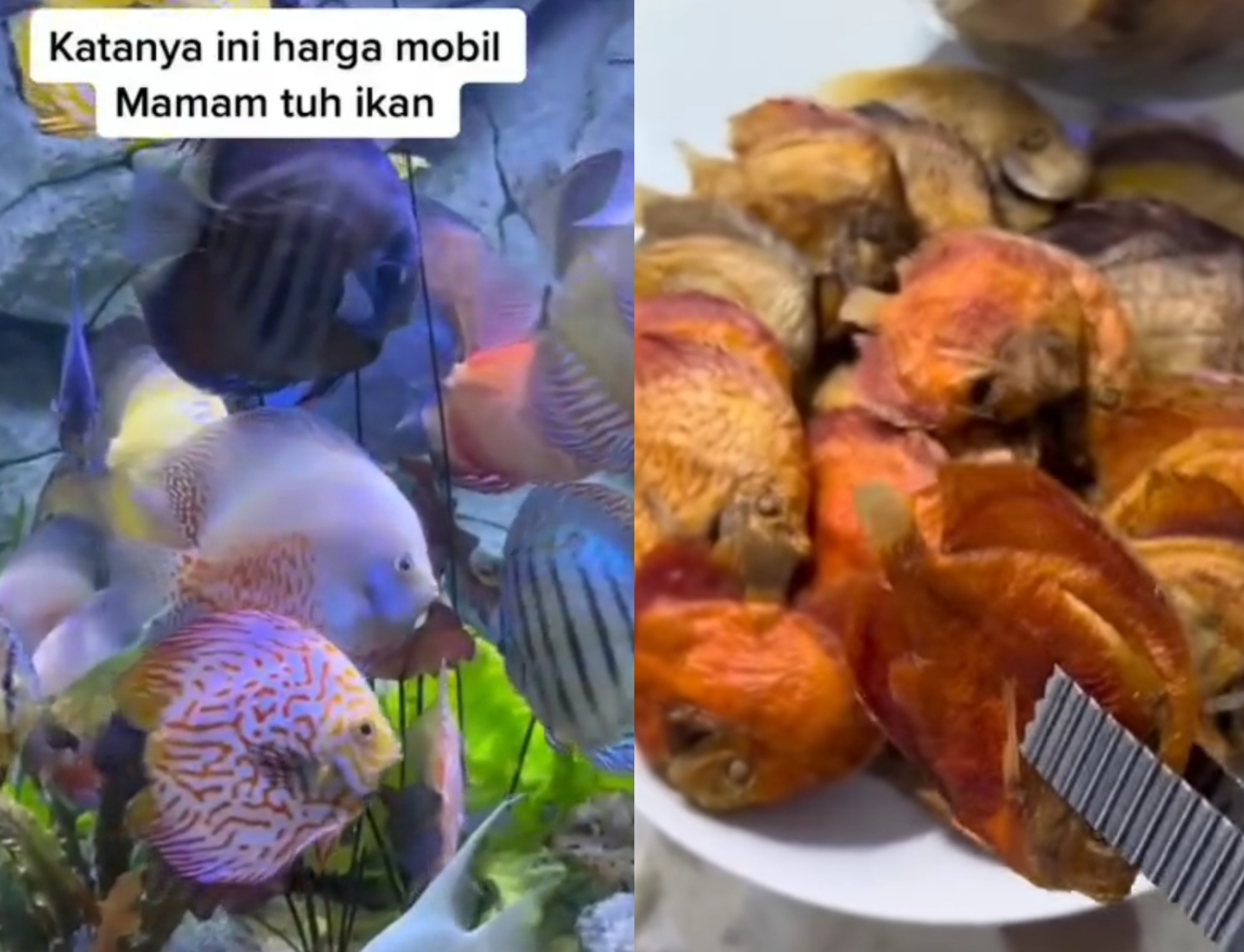 Ikan hias discus