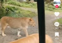 Singa Ngamuk di Taman Safari Bogor Diduga Gigit Mobil Sampai Bolong