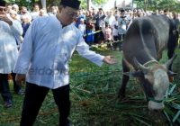Paman Birin Serahkan Sapi Bantuan Jokowi Jenis Brahman Cross ke Masjid Al-Karomah Martapura