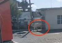 Sapi Ngamuk Sepeda Motor Jadi Korban di Samarinda Kaltim