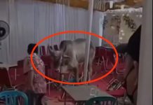 Viral Sapi Ngamuk Hancurkan Pesta Pernikahan di Jakarta