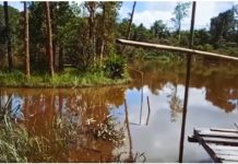 Hanya di Kalimantan? Pulau Bisa Bergerak Sendiri di Sungai Kapuas Hulu Kalbar Viral