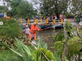 Tak Hanya Banjir, Hujan Deras dan Angin Kencang di Banjarmasin Akibatkan Pohon Sengon di Belitung Tumbang