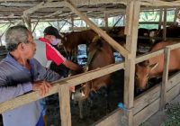 Sebanyak 211 Ekor Sapi Sudah Terdata di Kabupaten Balangan Jelang Idul Adha