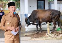 Pemkab Banjar Potong 4 Hewan Kurban di Idul Adha 10 Dzulhijjah 1443 H/2022 M ini
