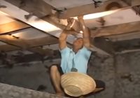 Genjot Pajak Sarang Burung Walet Tahun 2022, ini yang Dilakukan Pemerintah Kabupaten Kotabaru