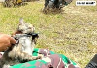 Bikin Geram! Oknum TNI Diduga Siksa Kucing, Arahkan Pisau ke Leher
