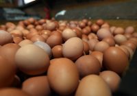 Harga Telur Ayam di Jakarta Meroket H-1 Ramadhan, di Kalsel Juga Ikut Terkerek