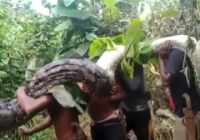 Ngeri! Piton Sebesar Batang Pohon Pinang Ditemukan Petani Saat Berkebun