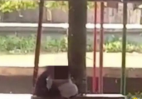 Heboh, Pasangan Kekasih Asyik Bercumbu di Ruang Terbuka Hijau