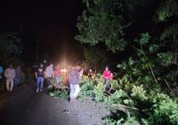 Pohon Roboh di Mandiangin Makan Korban, Pengendara Roda Dua Meninggal Dunia Alami Laka Lantas Tunggal