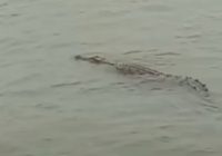 Seekor Buaya Muncul di Pelabuhan Perikanan Batulicin