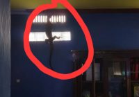 Biawak Masuk Rumah di Landasan Ulin, Buat Panik Warga