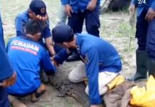 Buaya Muncul di Muara Pagatan Dievakuasi ke Posko Damkar